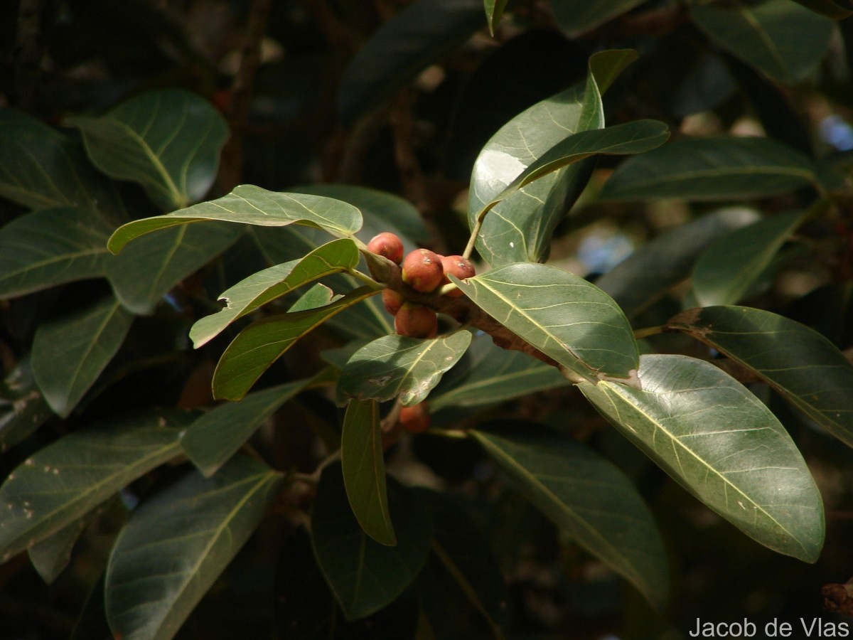 Ficus benghalensis L.